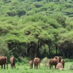 Discover the 5-Day Great Wildebeest Migration Mara River Crossing - What Makes This Tour Stand Out?
