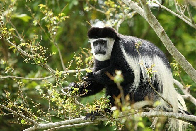 Discover the Beauty of Rwanda in 12Days - What Makes This Tour Stand Out?