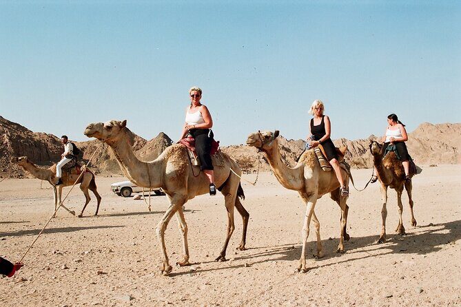 Discover the Desert Magic with an Exciting Camel Ride - Hurghada - Why You Should Book This Camel Ride