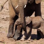 Discover the Pilanesberg with a personalized full day safari - Who Will Love This Tour?