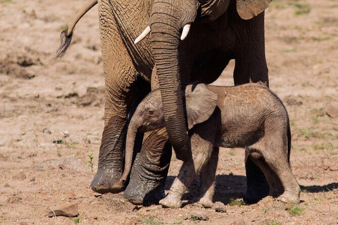 Discover the Pilanesberg with a personalized full day safari - Who Will Love This Tour?