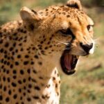 Discover the Routes of N/aan ku sê. - The Pros and Cons
