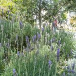 Discover the World of Herbs in the National Garden of Athens - Who Will Enjoy This Tour Most?