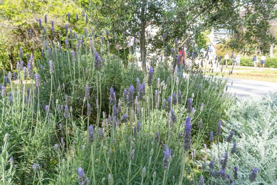 Discover the World of Herbs in the National Garden of Athens - Who Will Enjoy This Tour Most?