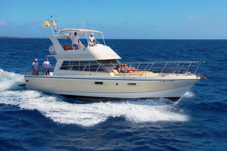 Discover whales in Tenerife: exclusive yacht tour with swimming and lunch. - The Itinerary: What to Expect from Start to Finish