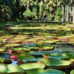 Discovering the North of Mauritius: Full-day incl Botanical garden & lunch - Is It Worth the Price?