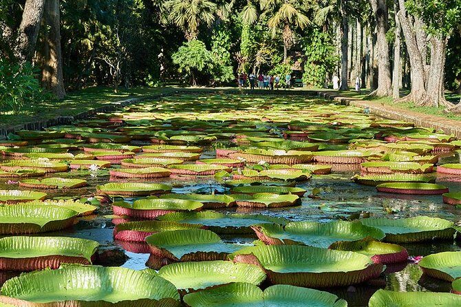 Discovering the North of Mauritius: Full-day incl Botanical garden & lunch - Is It Worth the Price?