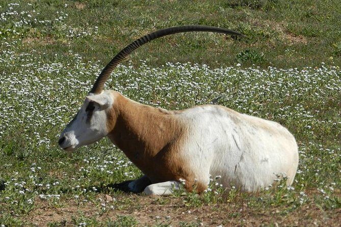 Discovery of the Souss Massa Animal Park in 4x4 - Why This Tour Offers Great Value