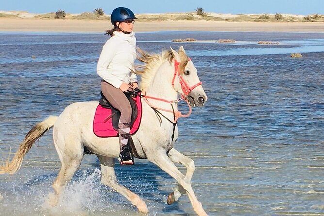 Discovery ride on horseback or camel 2h30 - The Ride: What to Expect