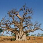 Discovery Senegal 8 Days 7 Nights - Who is This Tour Best For?