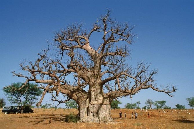 Discovery Senegal 8 Days 7 Nights - Who is This Tour Best For?