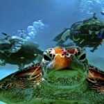 Dive Deep, Two Professional Dives, Transfer & Lunch  Hurghada - The Marine Environment and Visibility