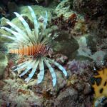 Dive with Dugongs and Turtles | Abu Dabbab | Marsa Alam | 2 Dives - Transportation and Group Size