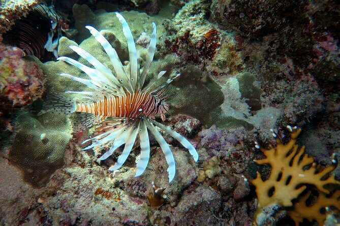 Dive with Dugongs and Turtles | Abu Dabbab | Marsa Alam | 2 Dives - Transportation and Group Size