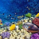 Diving & Snorkeling Boat trip to Tiran Island Sharm El Sheikh - Why It’s a Great Choice