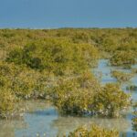 Doha: North of Qatar Tour, History and heritage - Purple Island: Nature’s Calm
