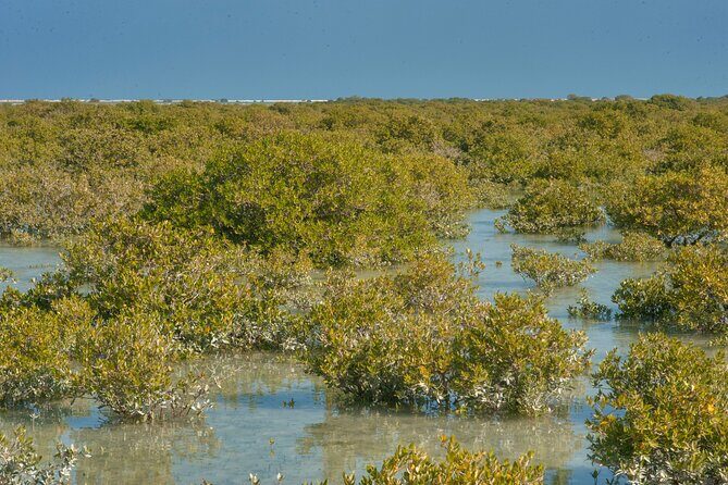 Doha: North of Qatar Tour, History and heritage - Purple Island: Nature’s Calm