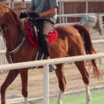 Doha-Private Half Day Safari with Horse Ride/Camel Ride/sandboard - The Sum Up