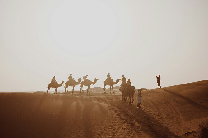 Doha Quad Bike, Dune Bashing, Camel Ride and Island Sea Tour - Who Will Love This Tour?