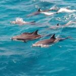 Doiphin Trip With Banana Boat vip - Analyzing the Value