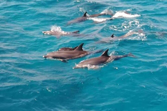 Doiphin Trip With Banana Boat vip - Analyzing the Value