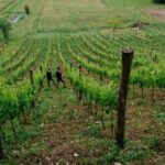 Dolomites Winery Tour and Wine Tasting near Belluno - An In-Depth Look at the Experience