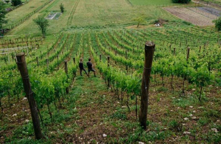 Dolomites Winery Tour and Wine Tasting near Belluno - An In-Depth Look at the Experience
