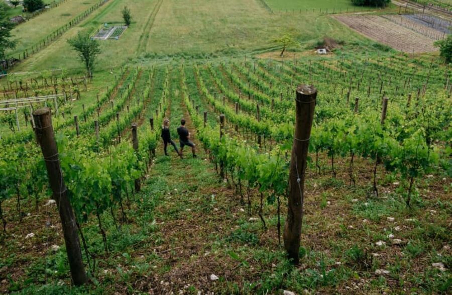 Dolomites Winery Tour and Wine Tasting near Belluno - An In-Depth Look at the Experience