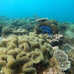Dolphin and Tumbatu Island Snorkeling Tour with Pickup - Authentic Experiences from Reviews