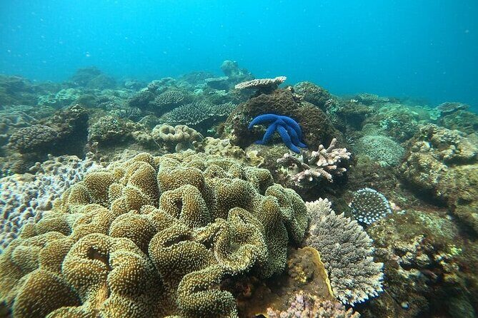 Dolphin and Tumbatu Island Snorkeling Tour with Pickup - Authentic Experiences from Reviews