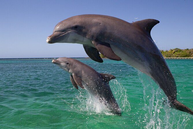 Dolphin Discovery Adventure in Hurghada - Pros and Cons of the Tour