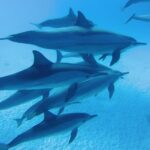 Dolphin House Reef Snorkeling Sea Trip With Transfer - Marsa Alam - What’s Included and What’s Not
