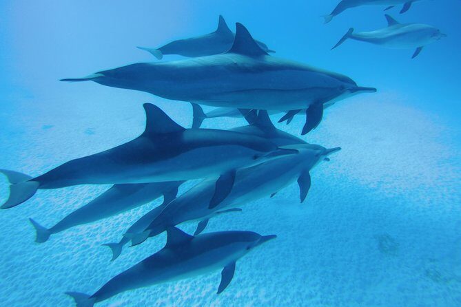 Dolphin House Reef Snorkeling Sea Trip With Transfer - Marsa Alam - What’s Included and What’s Not