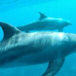 Dolphin House Royal sea Trip Luxury Boat With Transfer - Hurghada - Authentic Insights from Traveler Reviews