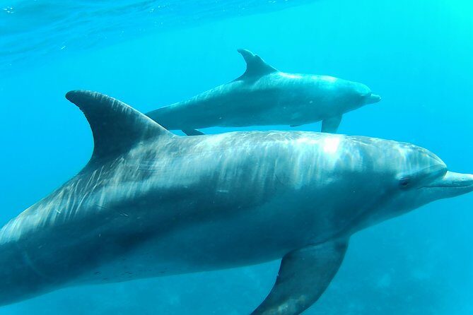 Dolphin House Royal sea Trip Luxury Boat With Transfer - Hurghada - Authentic Insights from Traveler Reviews