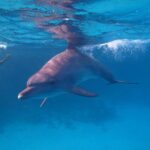 Dolphin House Royal Sea Trip Water Sports W/Transfer - HURGHADA - Why This Tour is a Great Choice