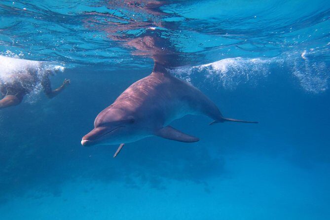 Dolphin House Royal Sea Trip Water Sports W/Transfer - HURGHADA - Why This Tour is a Great Choice