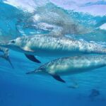 Dolphin House Sea Trip with Snorkeling Adventure - Marsa Alam - Practical Details to Know