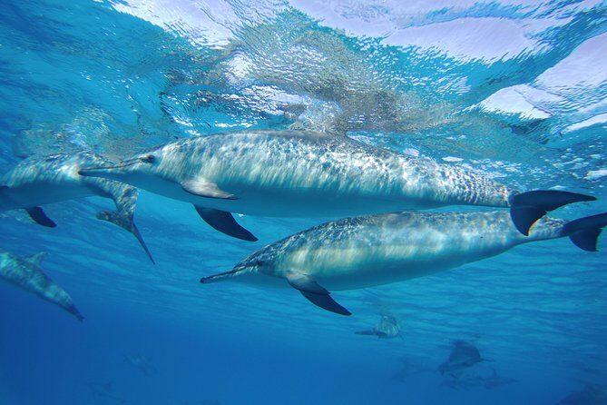 Dolphin House Sea Trip with Snorkeling Adventure - Marsa Alam - Practical Details to Know