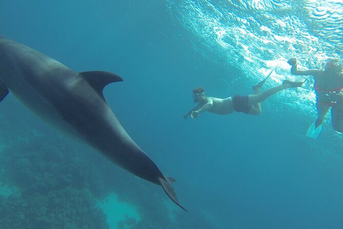 Dolphin House Sea Trip with Water Sport and Lunch - Pricing and Value Analysis