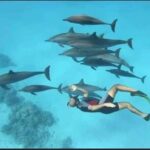 Dolphin House Snorkel & Water Fun Activity with Lunch - Hurghada - An In-Depth Look at the Hurghada Dolphin House Water Adventure