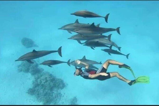 Dolphin House Snorkel & Water Fun Activity with Lunch - Hurghada - An In-Depth Look at the Hurghada Dolphin House Water Adventure