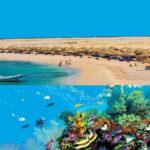 Dolphin House Snorkeling Day Cruise with Lunch from Hurghada - Key Points