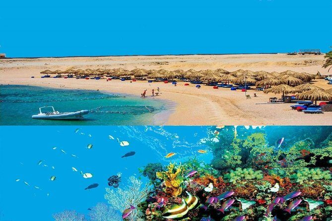 Dolphin House Snorkeling Day Cruise with Lunch from Hurghada - Key Points