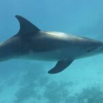 Dolphin House Snorkeling Fun in Hurghada - What Travelers Love Most