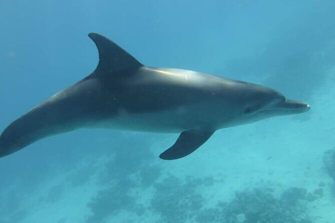 Dolphin House Snorkeling Fun in Hurghada - What Travelers Love Most