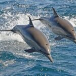 Dolphin House Snorkeling Sea Trip, Water Sport , Lunch - Hurghada - Who Will Love This Tour?