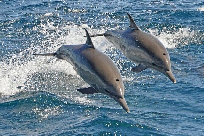 Dolphin House Snorkeling Sea Trip, Water Sport , Lunch - Hurghada - Who Will Love This Tour?