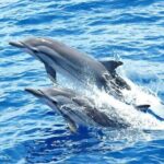 Dolphin House Snorkeling Trip + Water Sport With Lunch - Hurghada - The Itinerary: Breaking Down the Day