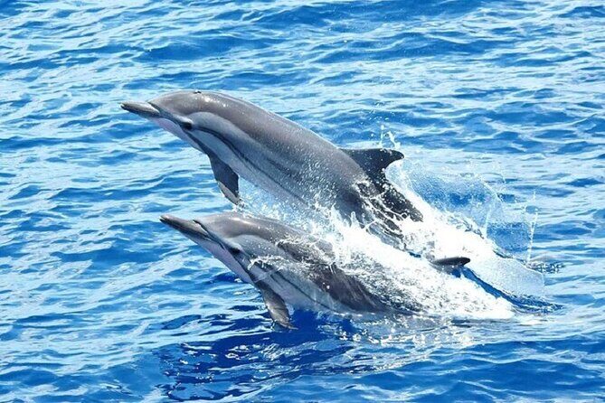 Dolphin House Snorkeling Trip + Water Sport With Lunch - Hurghada - The Itinerary: Breaking Down the Day